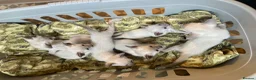 Siamese cats for sale: Siamese kittens - Advert 10