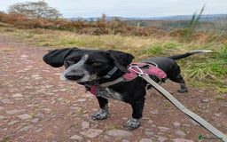 Mixed Breed dogs for adoption: Merinda your loyal companion - Image 4