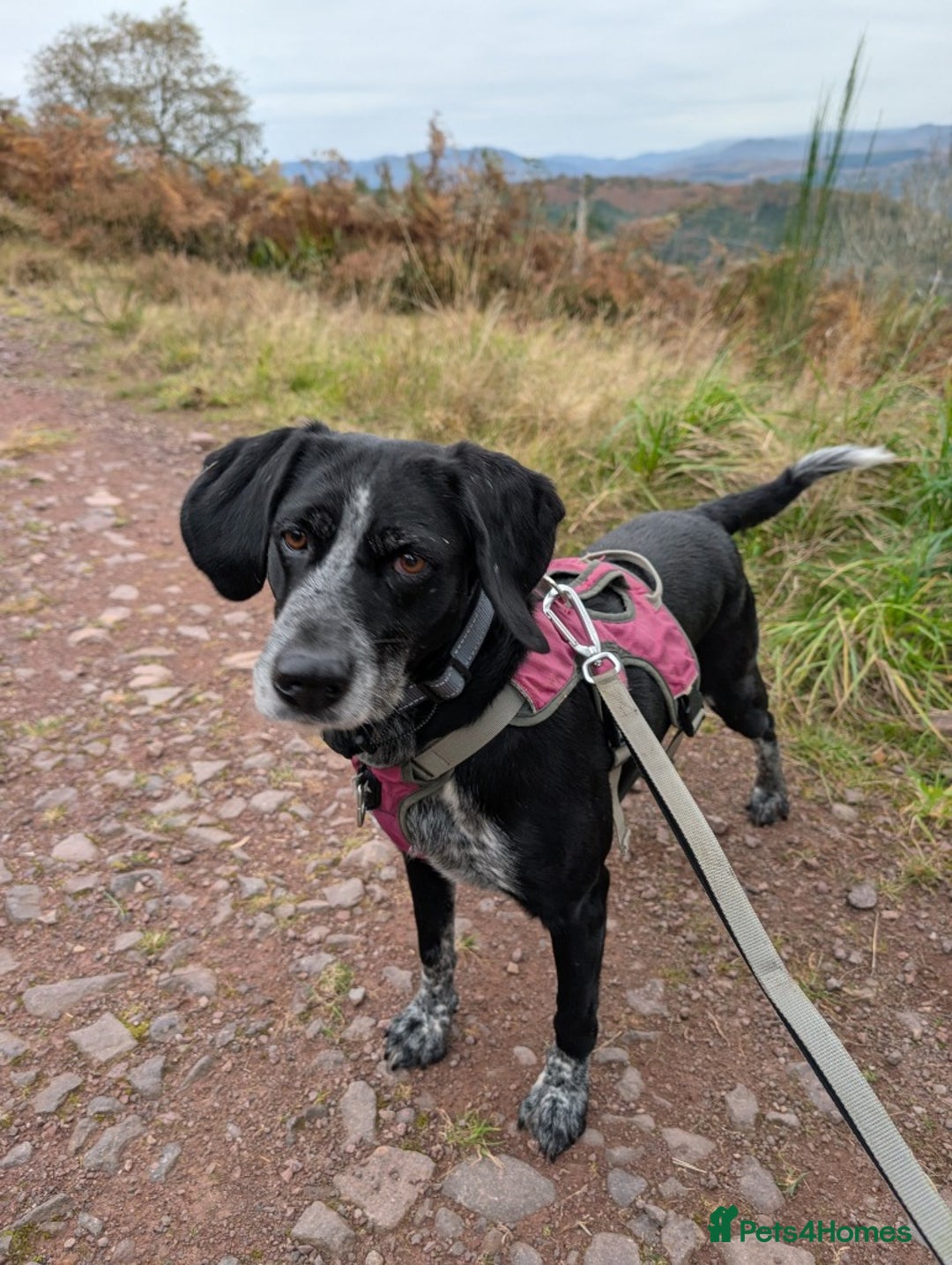 Mixed Breed dogs for adoption: Merinda your loyal companion - Image 4