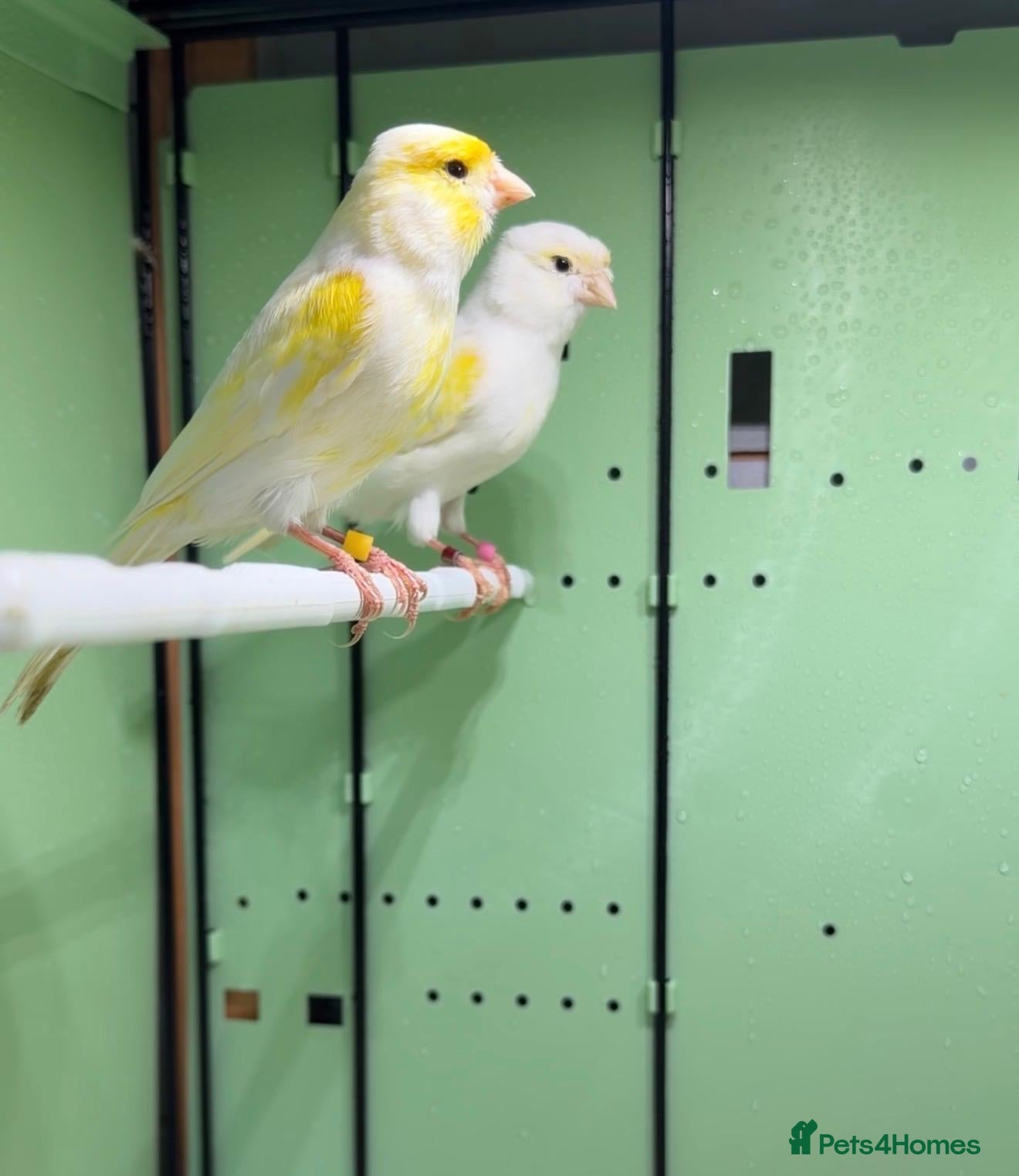 Canaries birds 2 pairs of yellow mosaic - Advert 1