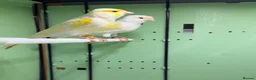 Canaries birds for sale: 2 pairs of yellow mosaic in Birmingham - Advert 1