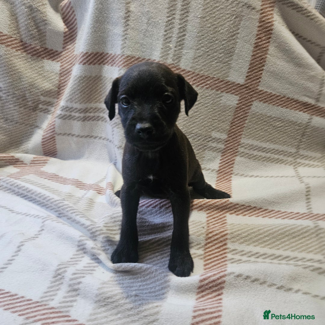 Mixed Breed dogs for sale: Patterdale/ fell terriers/ lakeland  - Image 17