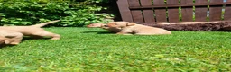 Labrador Retriever dogs for sale: Fox redlabrador puppies  - Advert 11
