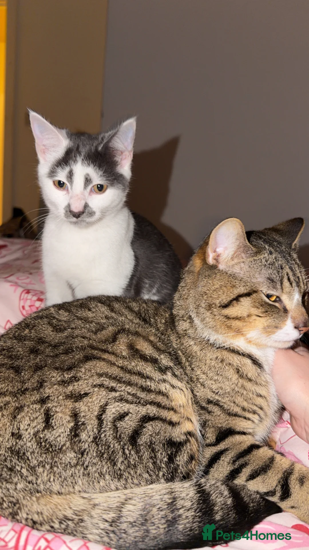 Mixed Breed cats for sale: 2 male cats need rehoming  in Halifax - Advert 1