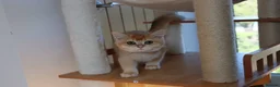 British Shorthair cats for sale: Ready Champion lines BSH kittens  - Advert 8