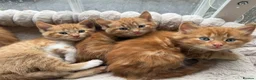 Mixed Breed cats for sale: Beautiful Ginger Kittens  - Advert 36