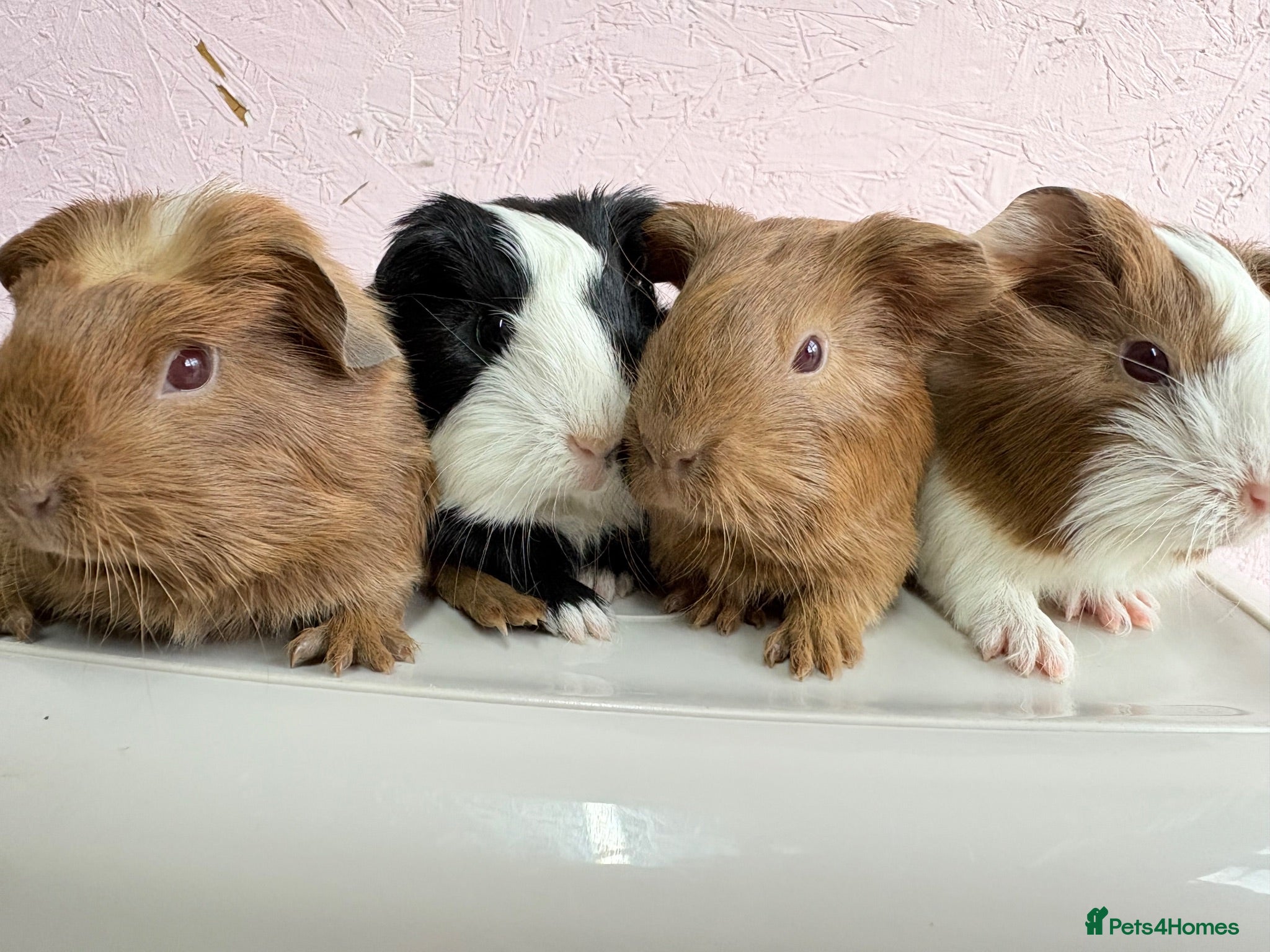Guinea Pig rodents Beautiful litter of Sheltie pigges  - Advert 1