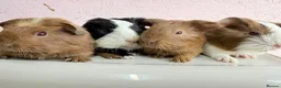 Guinea Pig rodents for sale: Beautiful litter of Sheltie pigges  - Advert 1