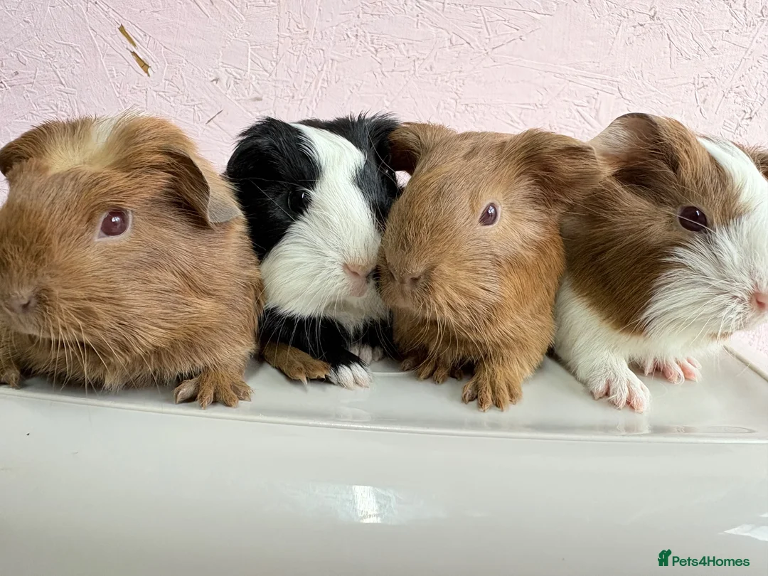 Guinea Pig rodents for sale: Beautiful litter of Sheltie pigges  - Advert 1