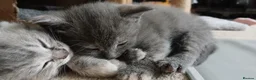 Mixed Breed cats for sale: Three month old kitten in Aberdeen - Advert 6