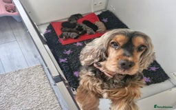 Cockapoo dogs for sale: Black and Tan Cockapoo Puppy - Image 7