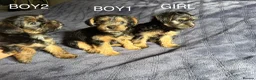 Yorkshire Terrier dogs for sale: 3 Beautiful Yorkshire Terrier for sale in Newark - Advert 4