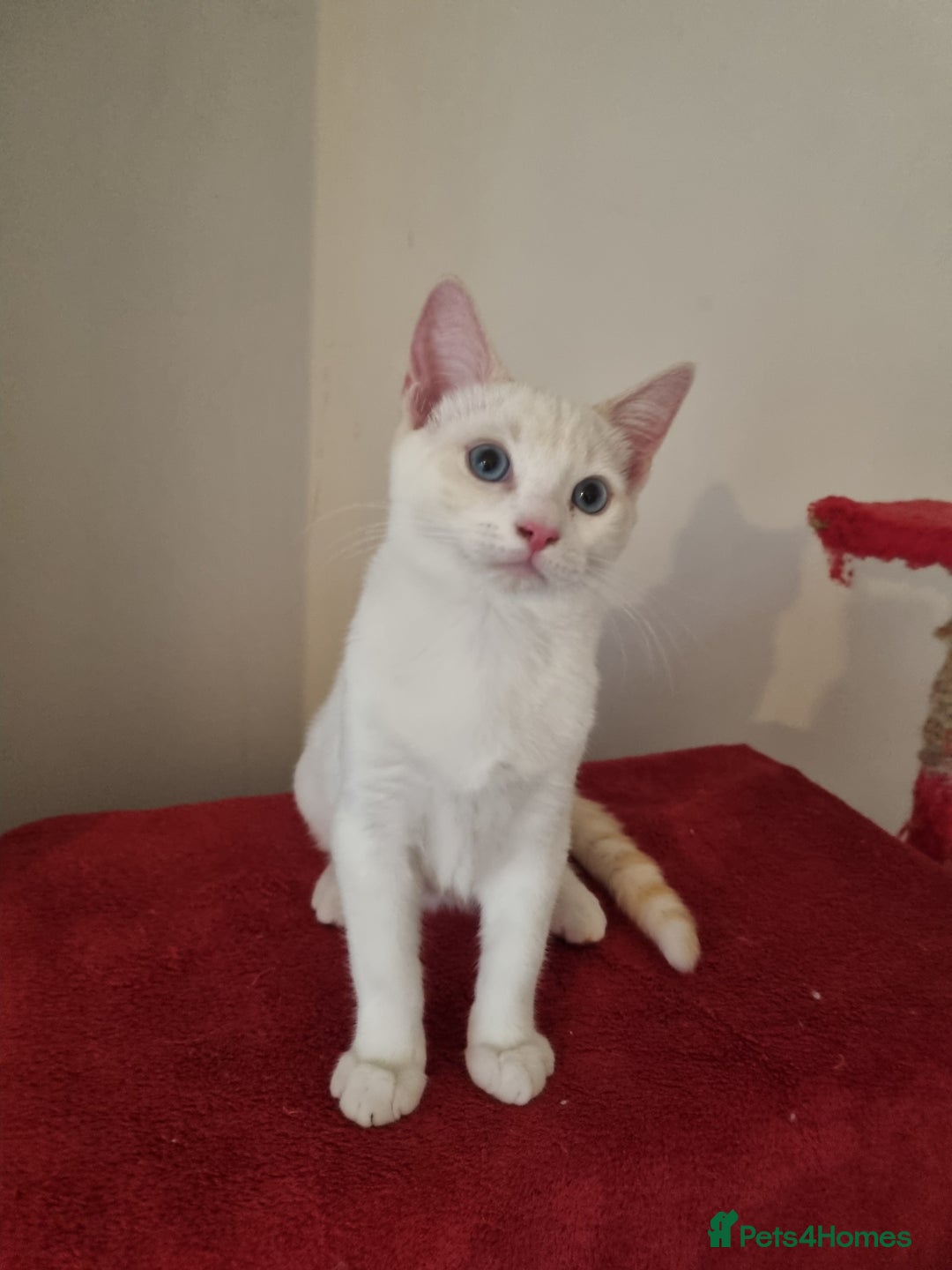 Siamese cats for sale: Flame point siamese kittens  - Advert 3