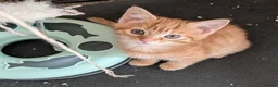 Mixed Breed cats for sale: Stunning Fluffy Tabby Kittens! - Advert 7