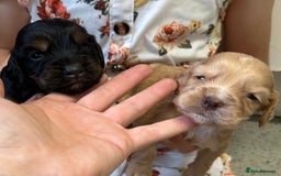 Cocker Spaniel dogs for sale: KC cocker spaniel puppies - Image 8