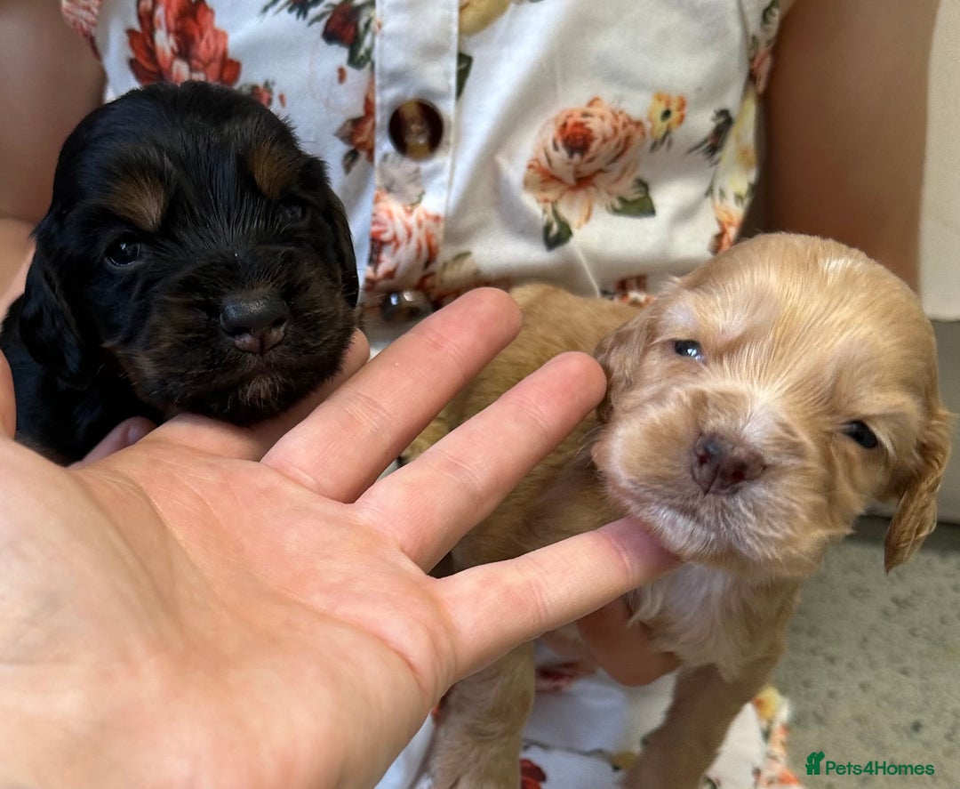 Cocker Spaniel dogs for sale: KC cocker spaniel puppies - Image 8