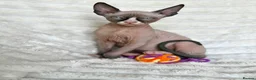 Sphynx cats for sale:  A Very Special Little Girl – Now Available  - Advert 6