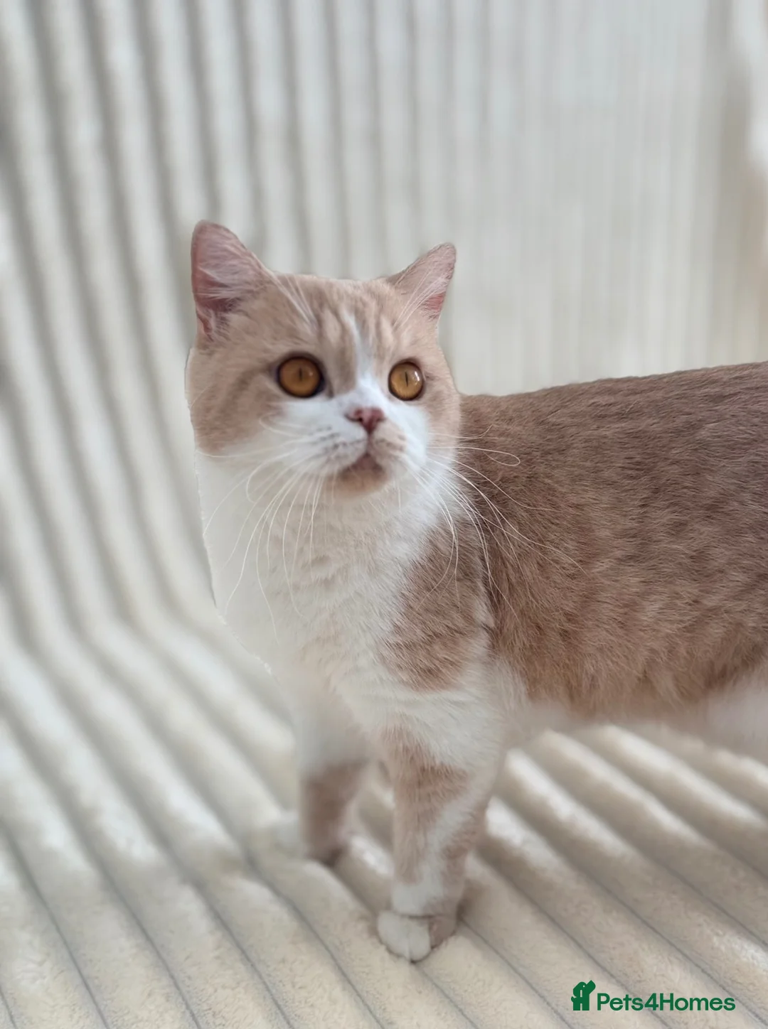 British Shorthair cats for sale: Beautiful British Shorthair Female Kitten 🐾🌸🌸🌸 - Advert 2