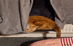 British Shorthair cats for sale: Sisters looking for new home - Image 5
