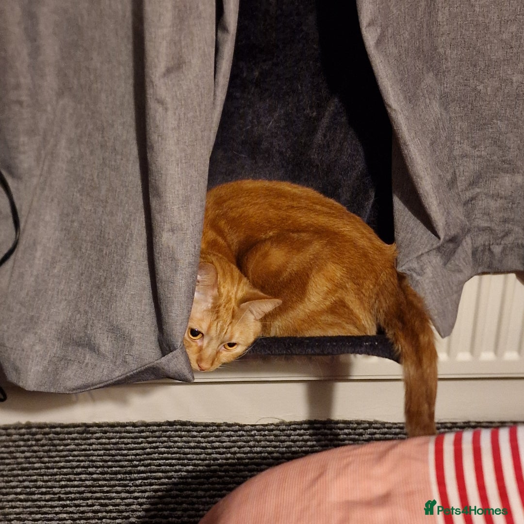 British Shorthair cats for sale: Sisters looking for new home - Image 5