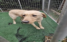 Labrador Retriever dogs for sale: Labrador Female for sale - Advert 2