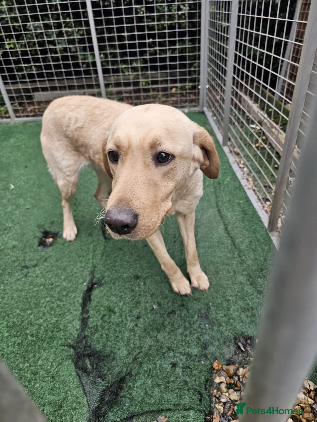 Labrador Retriever dogs for sale: Labrador Female for sale - Advert 2