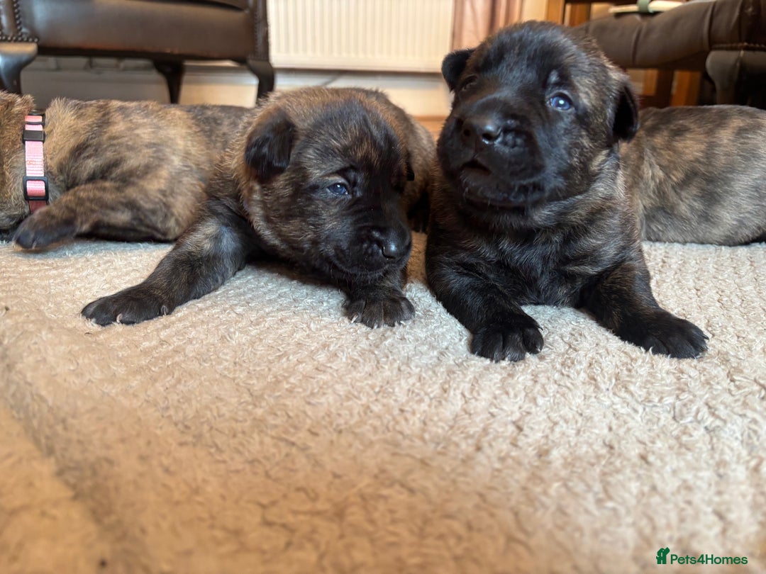 Belgian Shepherd Dog dogs for sale: Dutch shepherd puppies  - Image 5