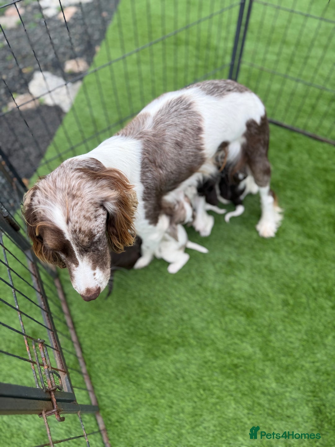 Cocker Spaniel dogs for sale: English cocker spaniel puppies - Image 7
