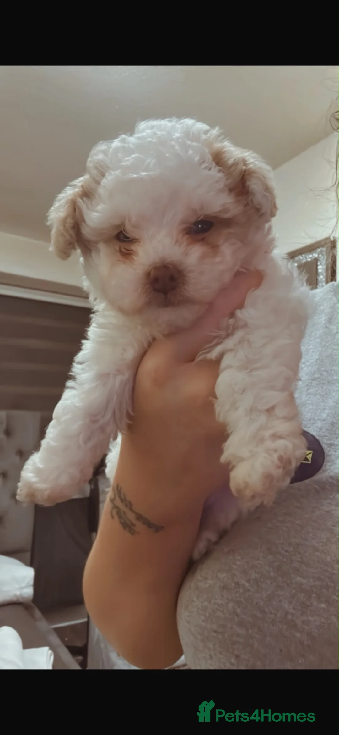 Toy Poodle dogs for stud: 🐾Handsome Poochon stud available 🐾 - Advert 6