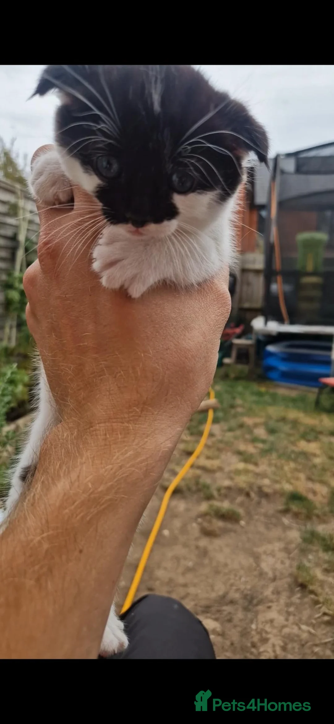 Scottish Fold cats for sale: 3 Adorable Scottish Fold Kittens - Advert 1