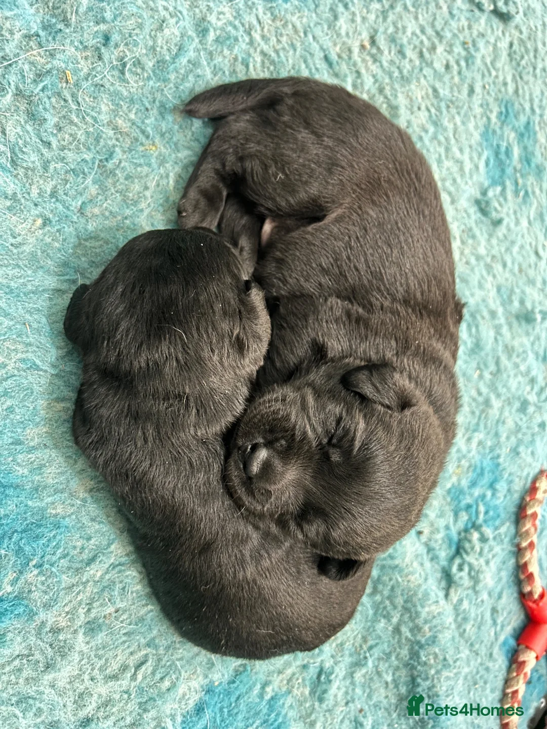 Labrador Retriever dogs for sale: KC Black Labradors - show type  - Advert 3