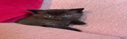 British Shorthair cats for sale: Gorgeous friendly GCCF BSH Kittens - Advert 5