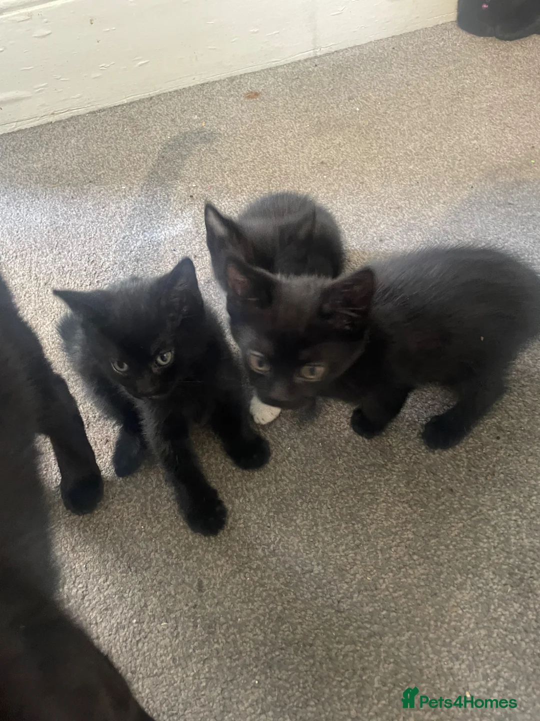 Mixed Breed cats for sale: Mix breed kitten ready to leave  - Advert 7