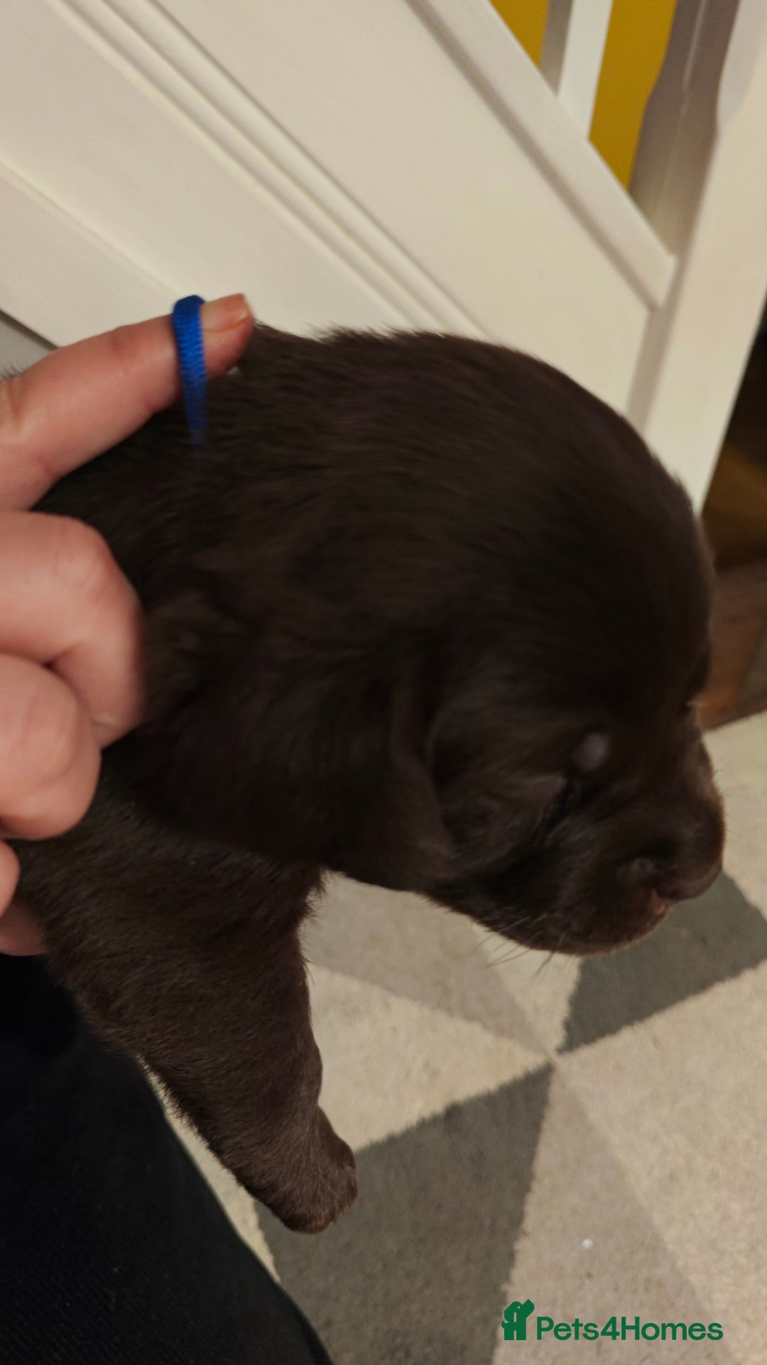 Labrador Retriever dogs for sale: Chocolate Labrador Retriever Puppies-Family Raised - Advert 8