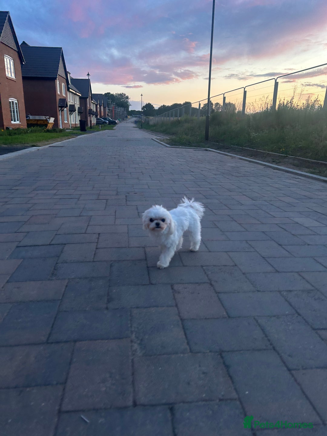 Maltese dogs for stud: Tiny micro Maltese Boy for Stud  - Image 6
