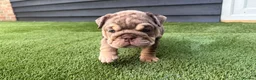 English Bulldog dogs for sale: English Bulldog Puppies - Advert 15
