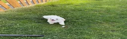 Maltese dogs for sale: Top quality girl for pet home! - Advert 5