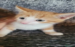 Mixed Breed cats for sale: Adorable Kittens - Image 1