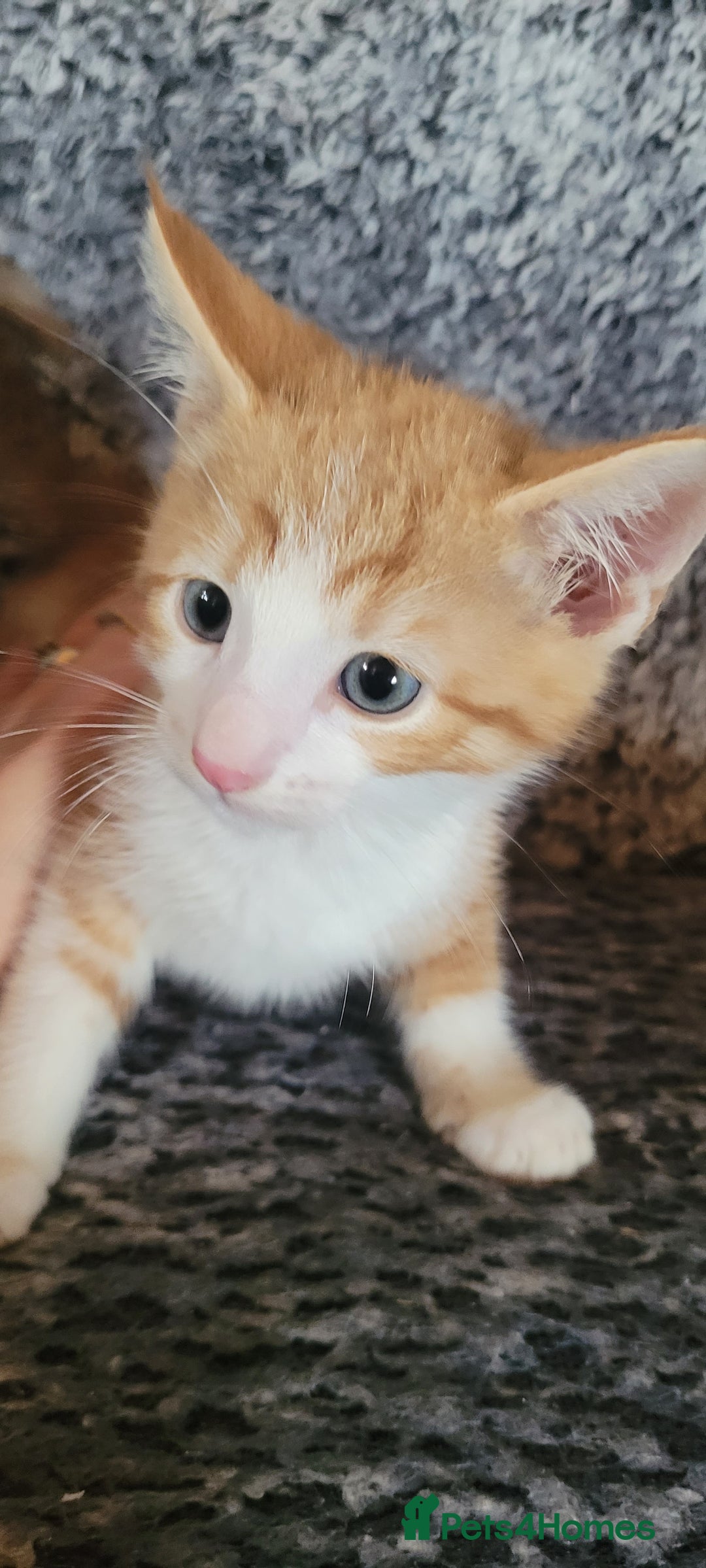 Mixed Breed cats for sale: Adorable Kittens - Image 1