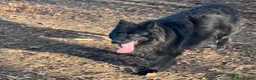 German Shepherd dogs for stud: Solid Black German Shepherd Dog at Stud - Advert 1