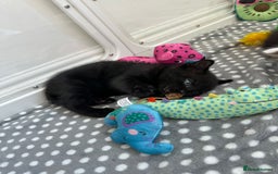 Mixed Breed cats for sale: Adorable mixed breed kittens for sale  - Image 15