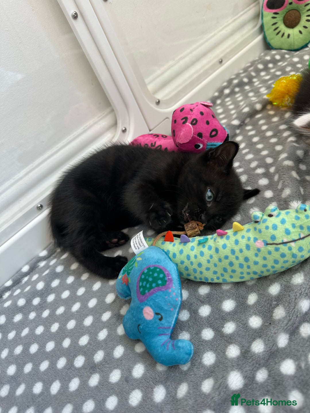 Mixed Breed cats for sale: Adorable mixed breed kittens for sale  - Image 15