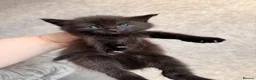 Mixed Breed cats for sale: 3 Gorgeous Kittens (2 Long Haired) - Advert 5