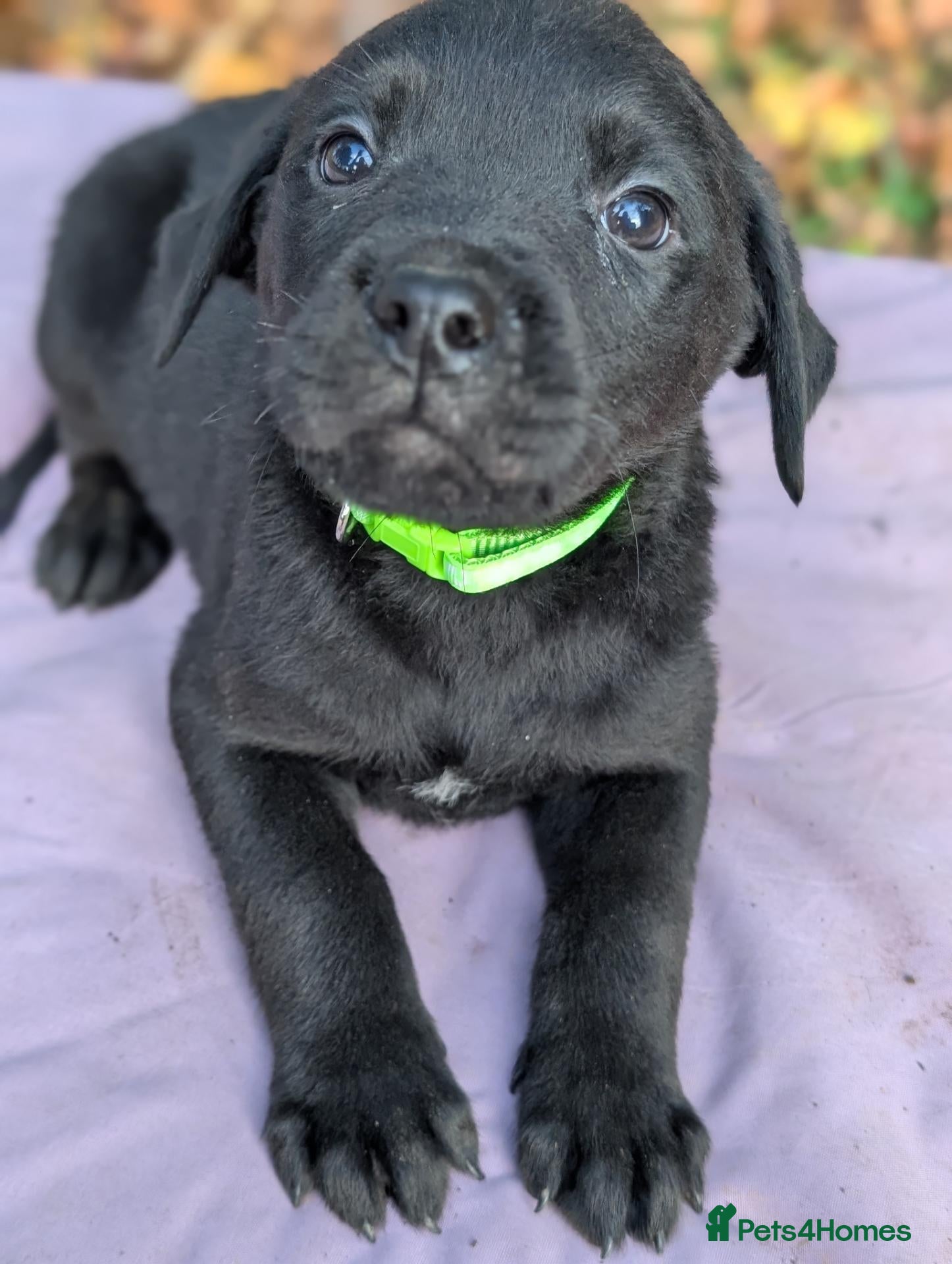 Mixed Breed dogs for sale: Labrador x rottweiler pups  - Advert 1