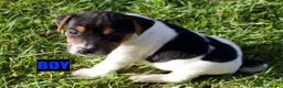 Jack Russell dogs for sale: Jack Russell Puppies for sale - Advert 4