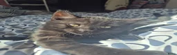 Mixed Breed cats for sale: Cats for sale - Advert 30