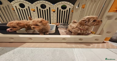 Maltipoo dogs - Advert 5