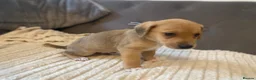 Jack Russell dogs for sale: Beautiful jack Russell puppies for sale.  - Advert 9