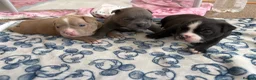 American Bully dogs for sale: 🧬 STUNNING CHUNKY POCKET BULLYS 🏆  - Advert 19