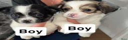 Chihuahua dogs for sale: Stunning Litter of Chihuahua Puppies for Sale in Manchester - Advert 9